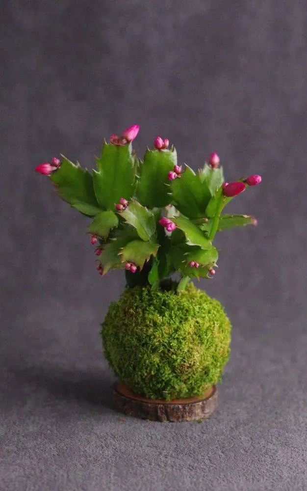 Aquaphyte Pantanal Magnet kokedama cactus Noël 8 cm