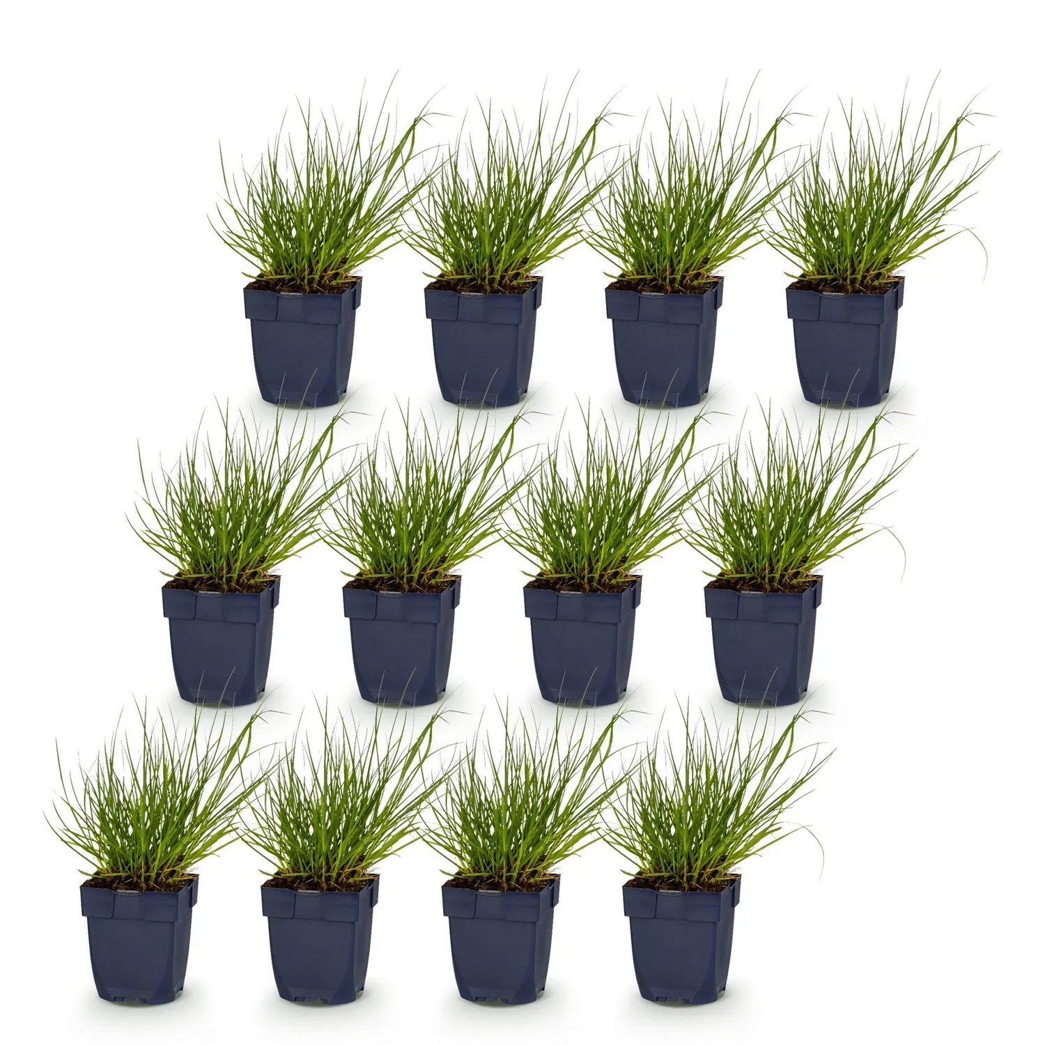 PLANT AND STORIES Northwind panic graminée 1 plant soleil