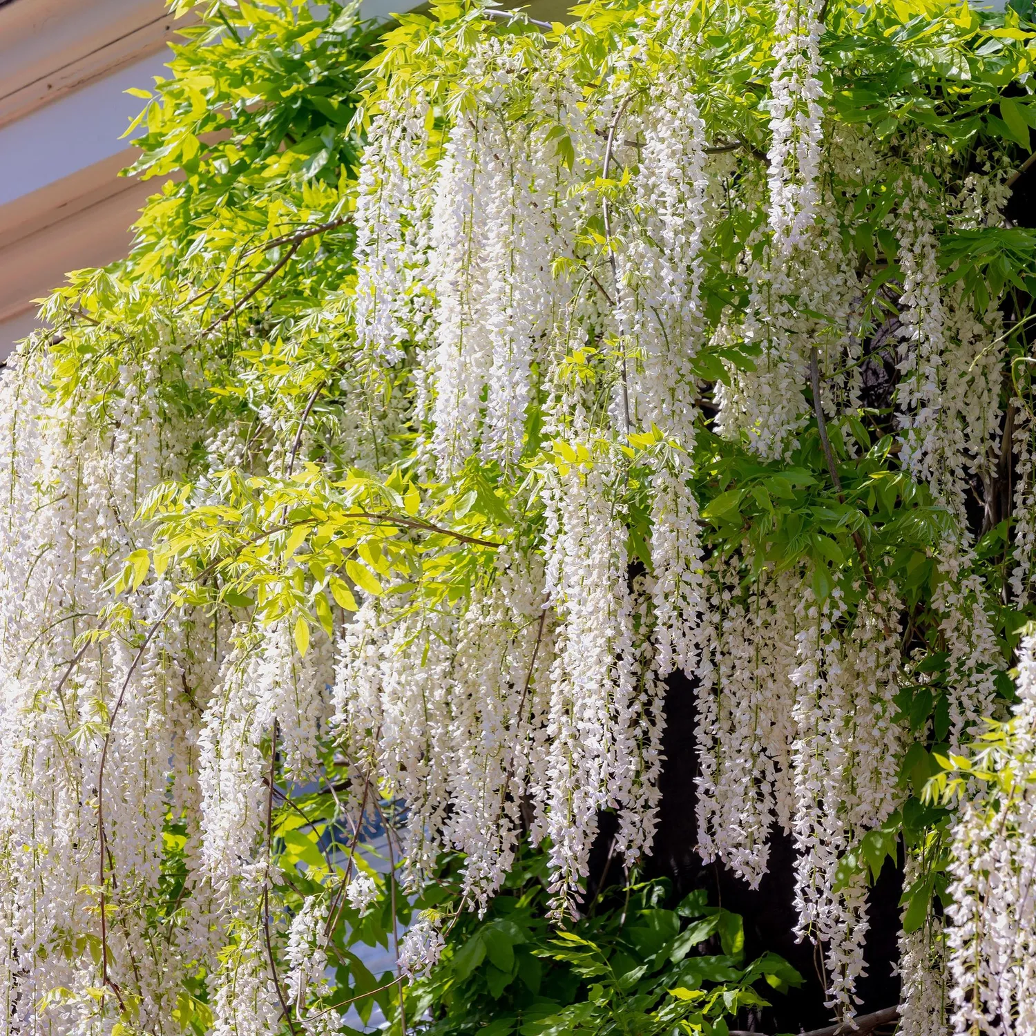 Plant and Stories Glycine Alba Wisteria grimpante pot 11cm soleil