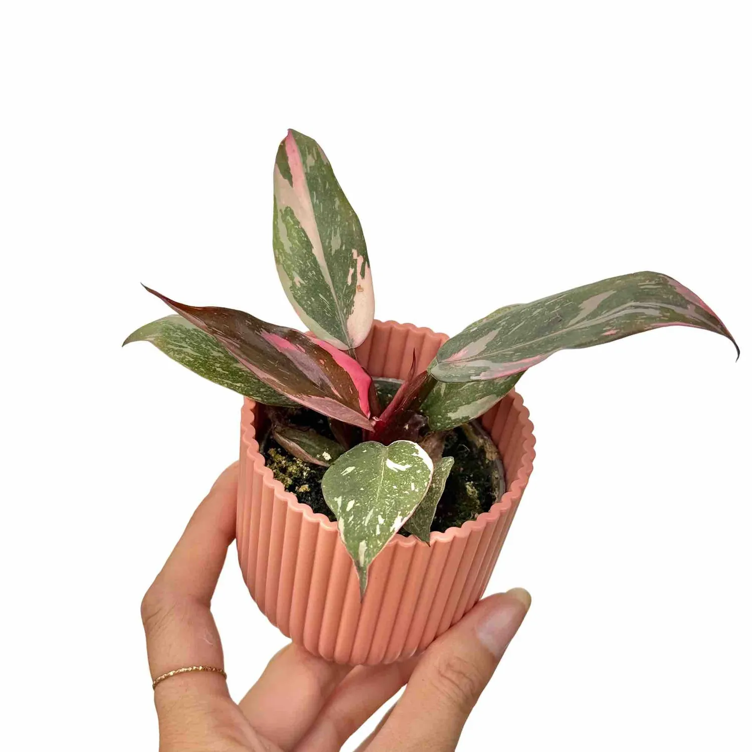 Plant and Stories Philodendron Pink Princess plante d'intérieur pot 6 cm panachée