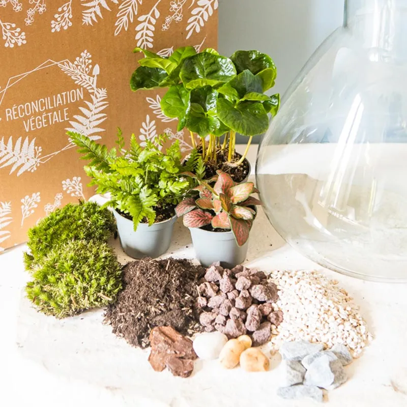 Réconciliation Végétale kit terrarium humide 3 plantes bocal verre