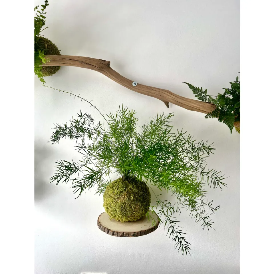 Oh My Green Asparagus Densiflorus kokedama taille M