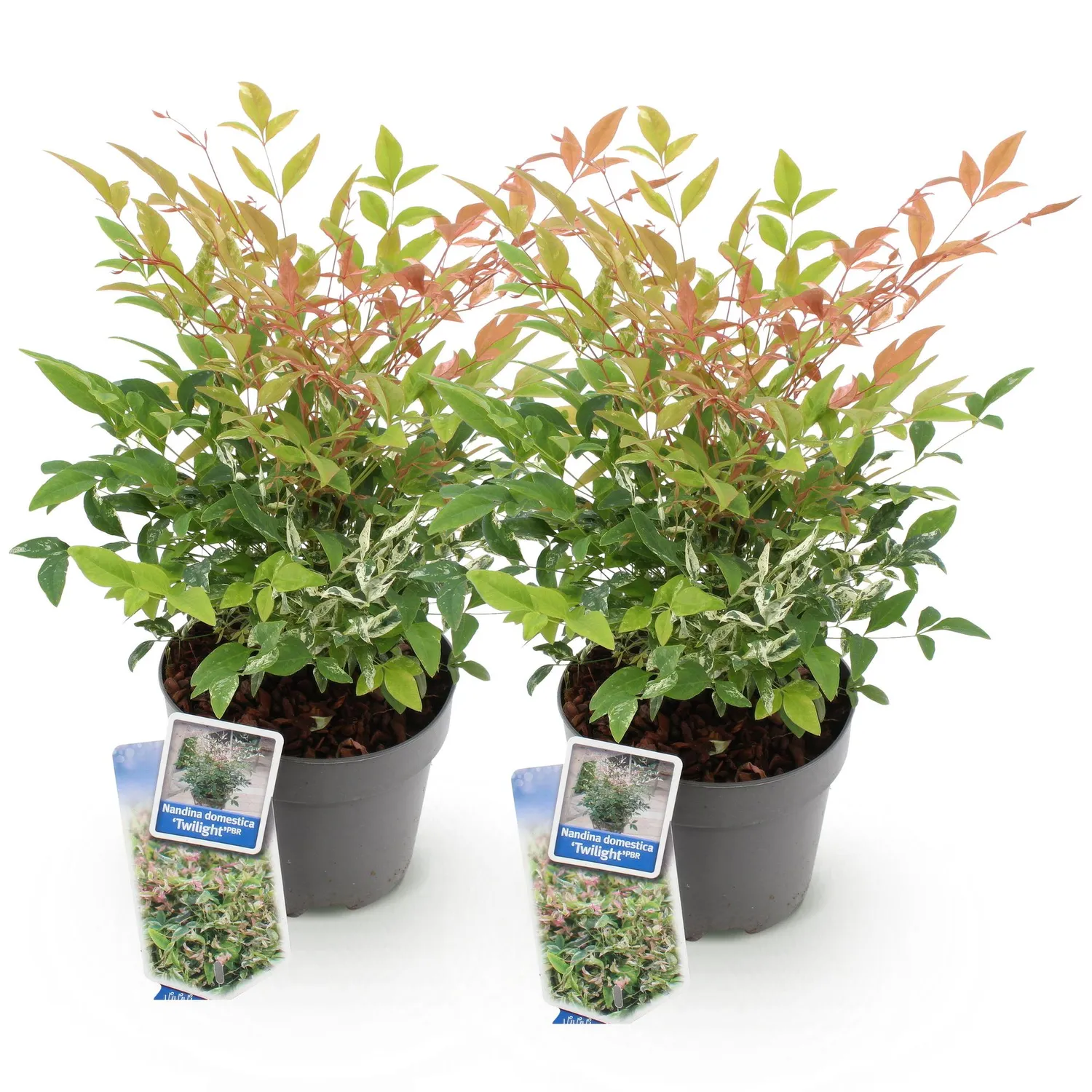 Plant and Stories Nandina Twilight bambou sacré pot 17 cm panaché