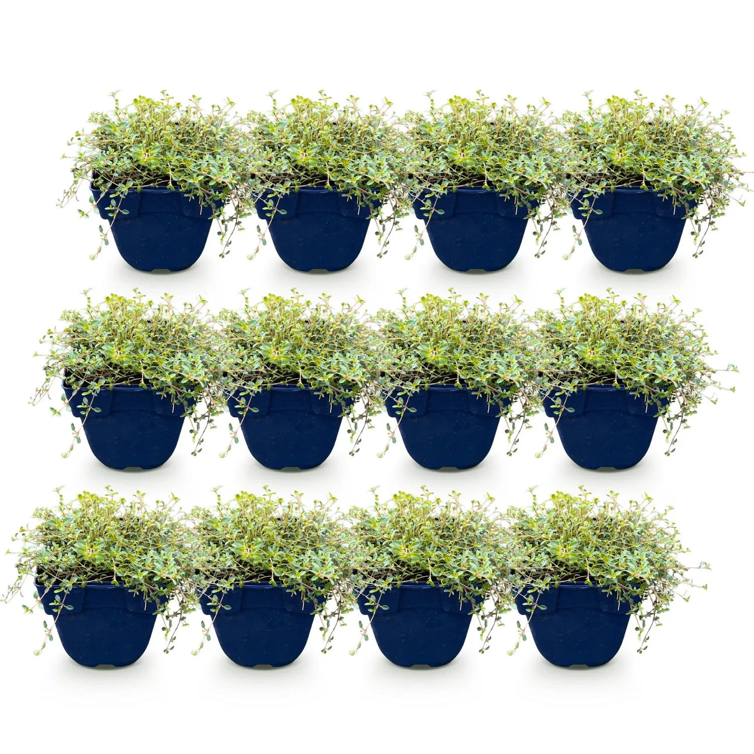 Plant and Stories Thym Minor aromatique pot 11 cm vivace
