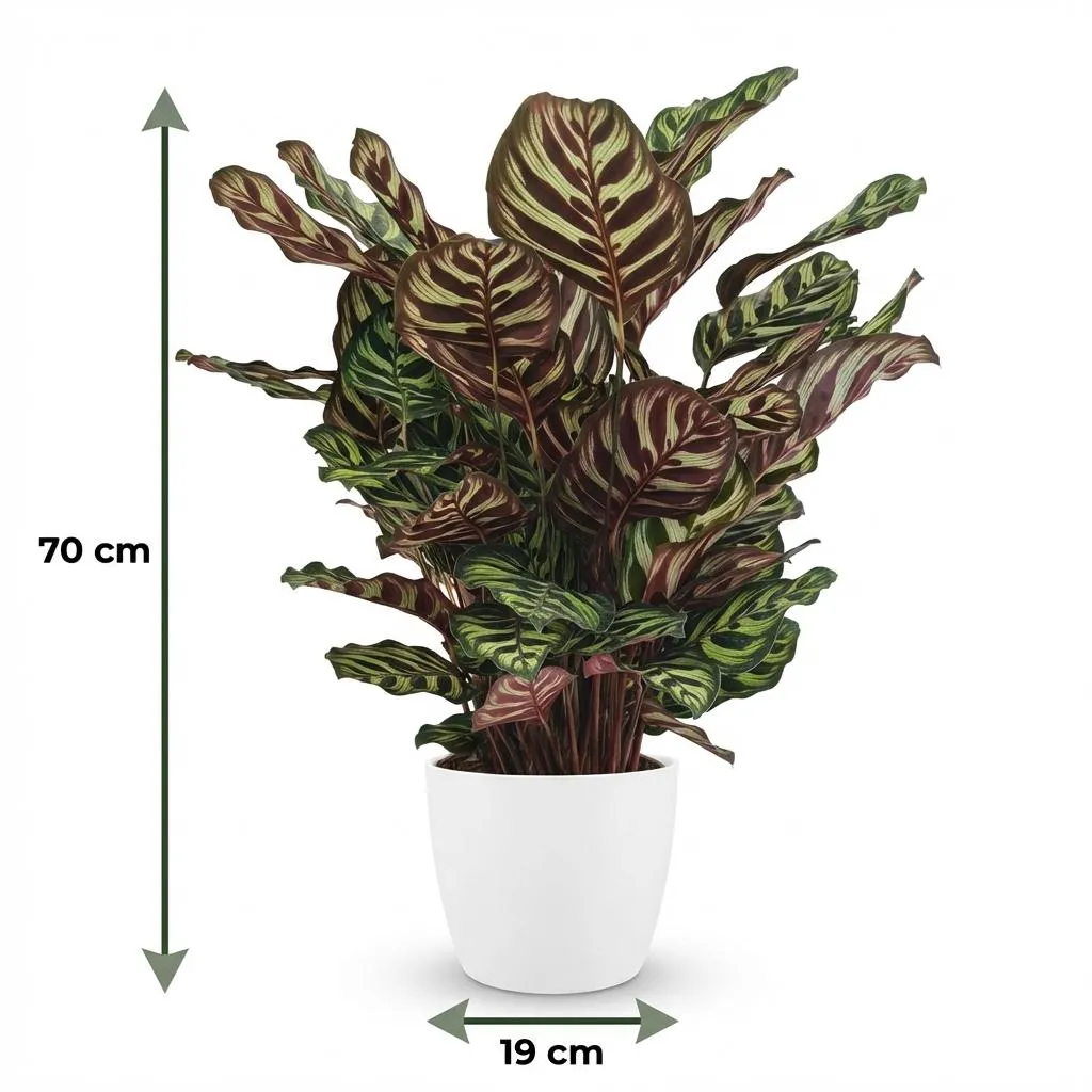 Plant and Stories Calathea Makoyana plante intérieur 70 cm paon