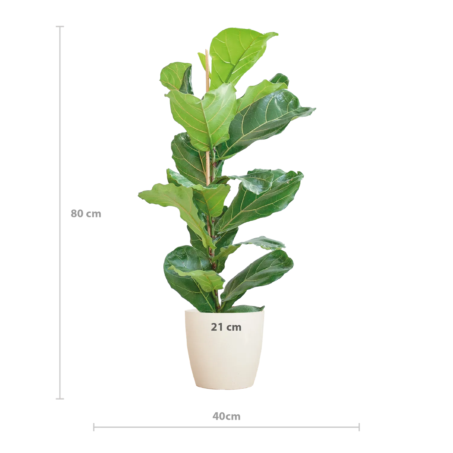 Plant and Stories Lyrata ficus pot 21 cm 75-85 cm sans cache-pot