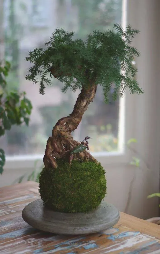 AQUAPHYTE Araucanie XL kokedama araucaria grand
