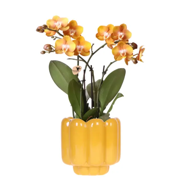 Plant and Stories Phalaenopsis Las Vegas orchidée orange pot 12 cm