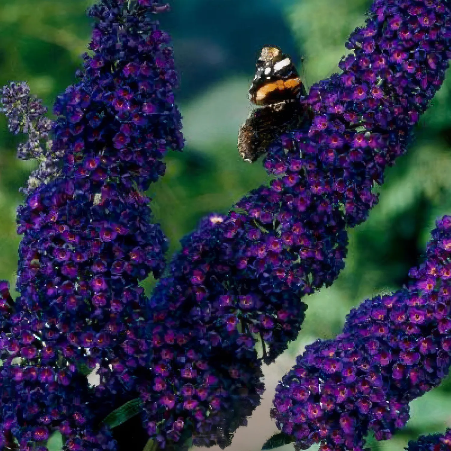 Plant and Stories Buddleja Black Night arbuste 1 plant violet