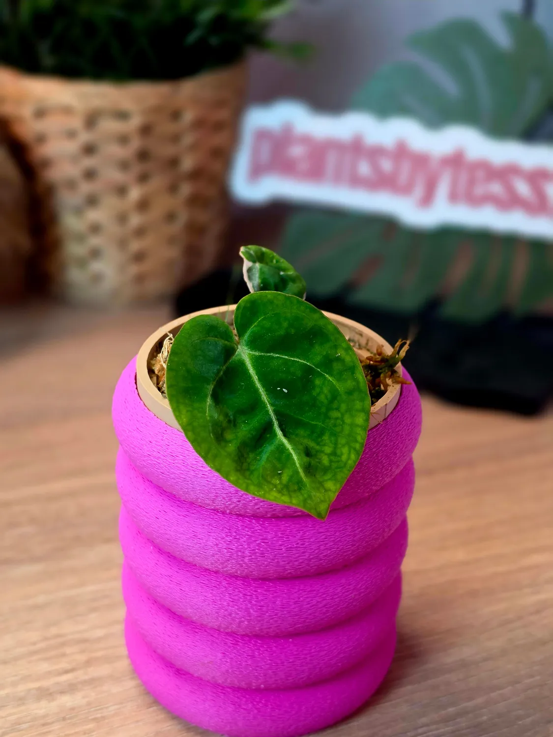 plant.ess Anthurium Eclipse Rose clone 2 feuilles rose