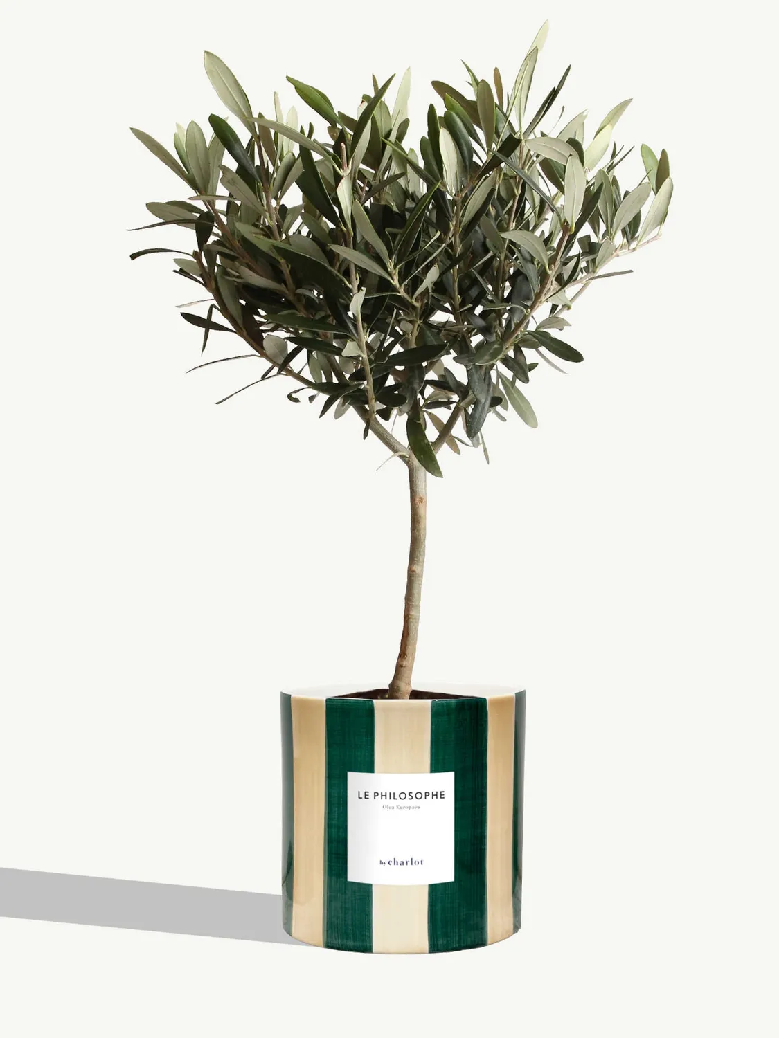 By Charlot Le Philosophe plante pot M olivier