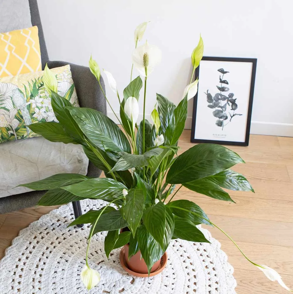 Réconciliation Végétale Jolene spathiphyllum fleur de lune plante verte