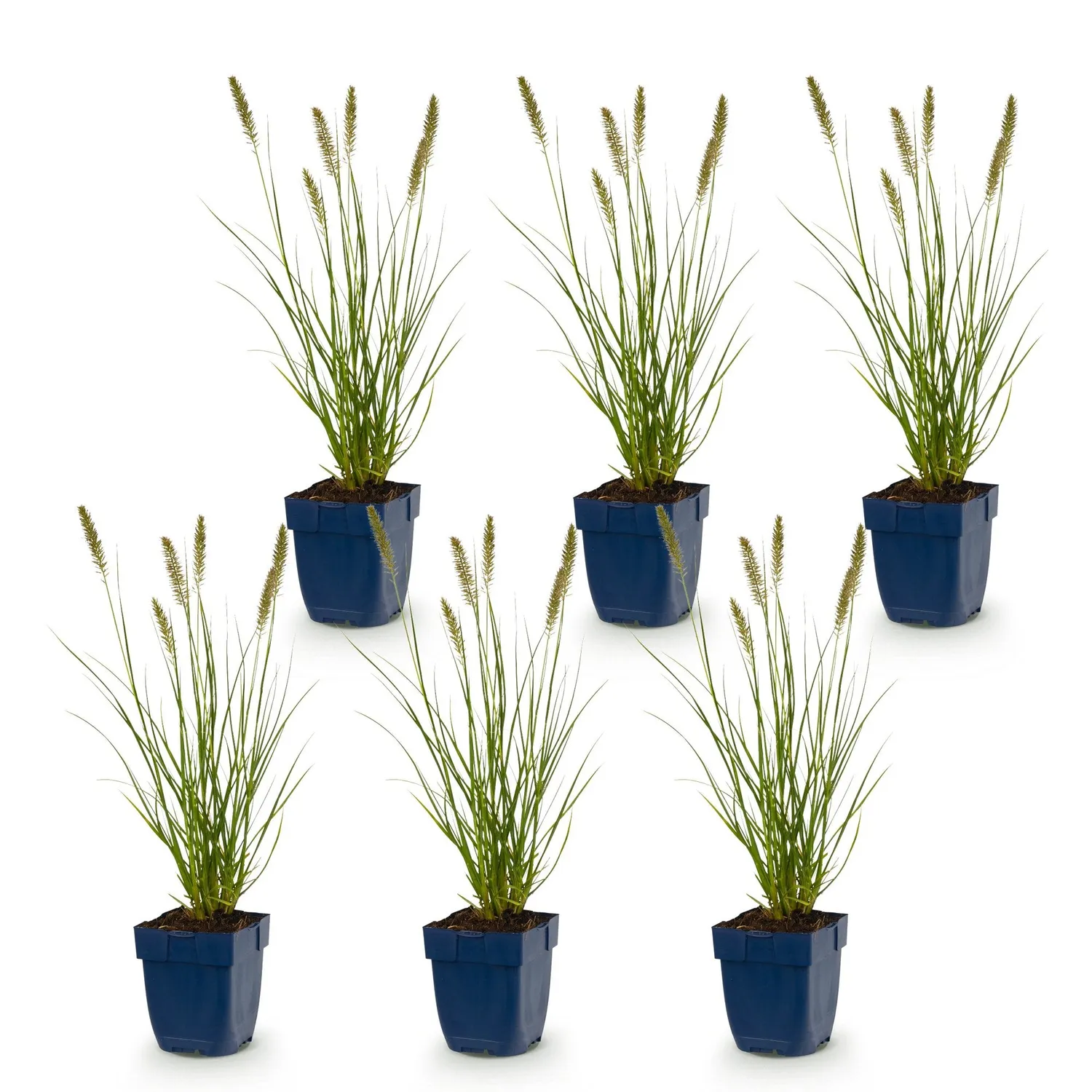Plant and Stories Hameln graminée ornementale 1 plant pot 11 cm rustique