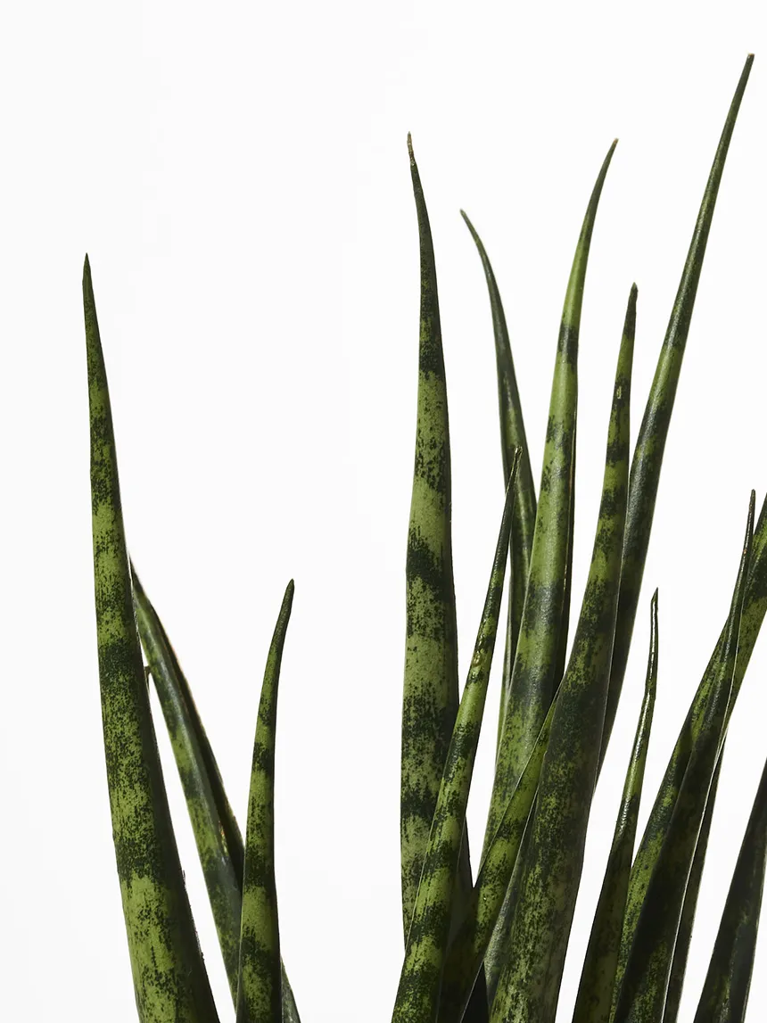 By Charlot Le Charmeur recharge plante succulente S sansevieria