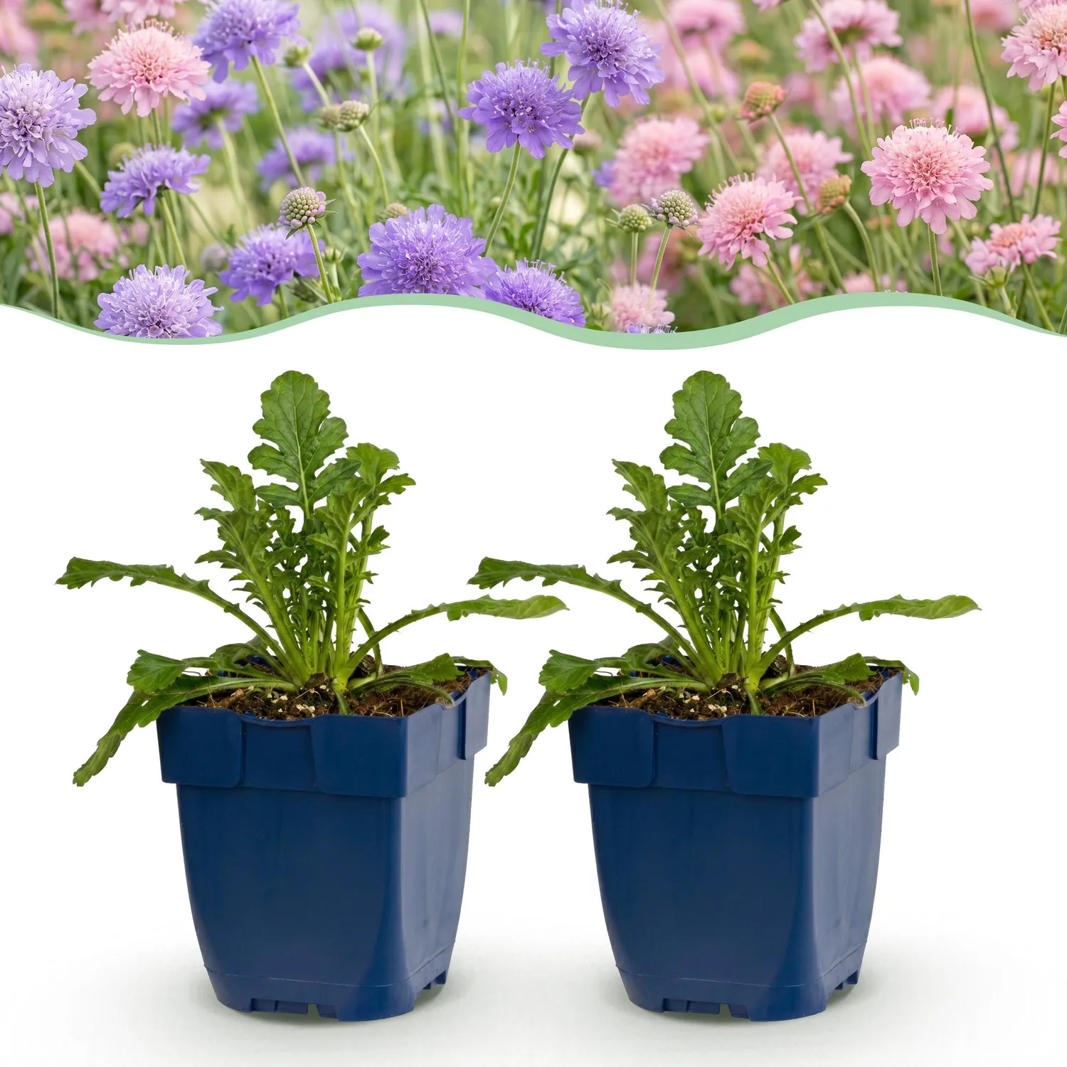 Plant and Stories Butterfly Blue scabieuse vivace pot 11 cm lot 6