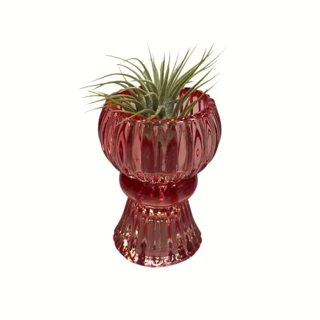 Airplantshop Vase rouge plante aérienne ionantha tillandsia