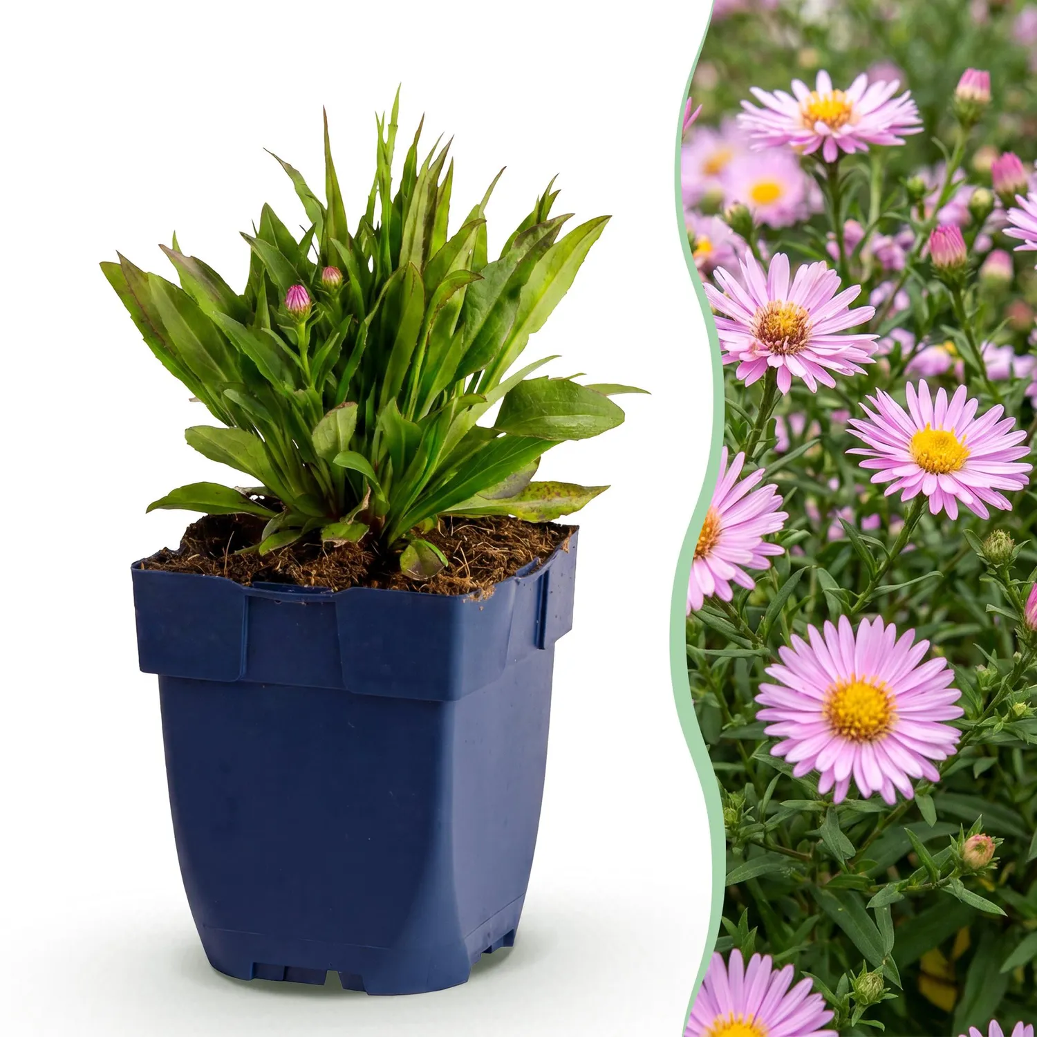 Plant and Stories Wood's Pink aster vivace 1 plant