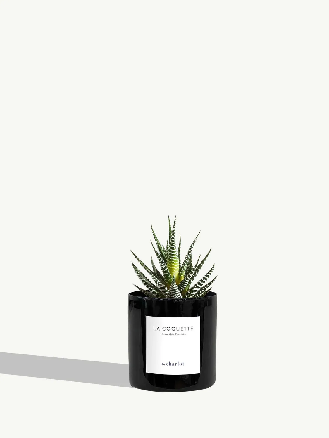 By Charlot La Coquette haworthia succulente pot 8 cm