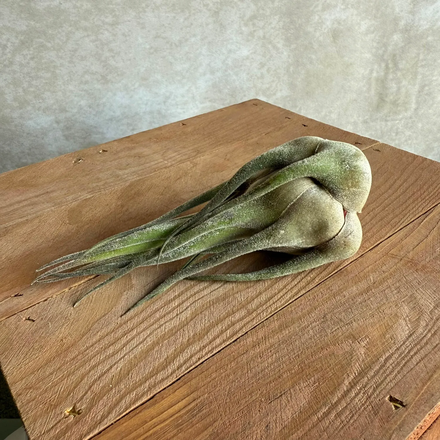 Airplantshop Seleriana XL plante aérienne 14cm