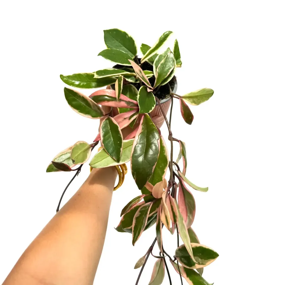 Plant and Stories Hoya Carnosa Flamingo Dream plante 6 cm rose