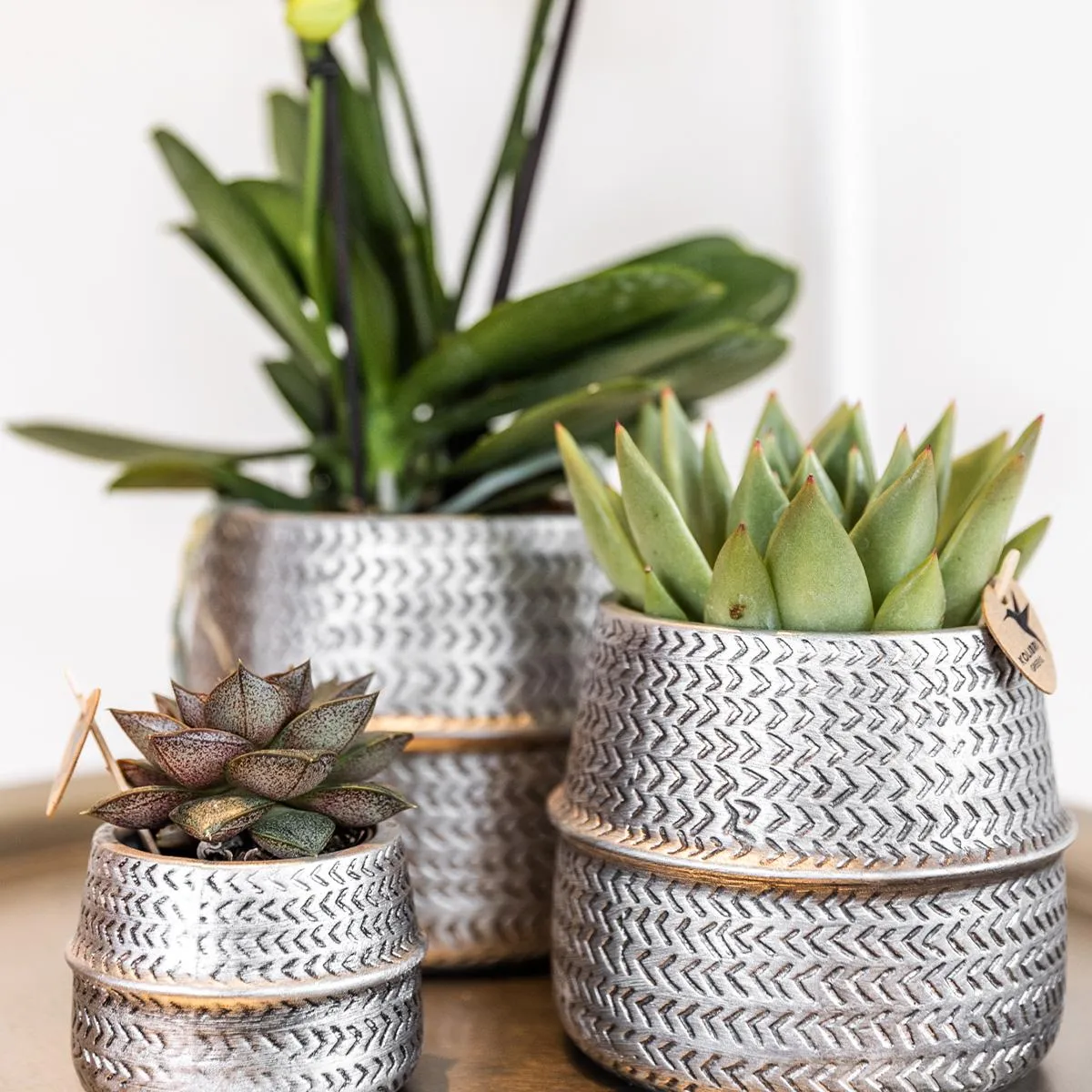 Plant and Stories Duo Succulentes cache-pots céramique 9 cm argent