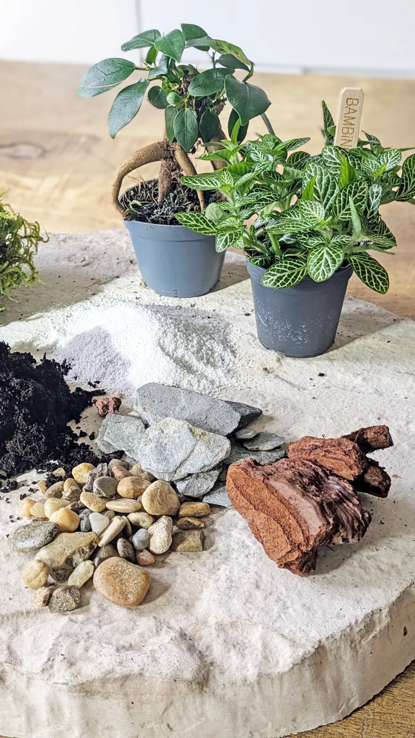 Réconciliation Végétale recharge terrarium moyen 2 plantes ficus