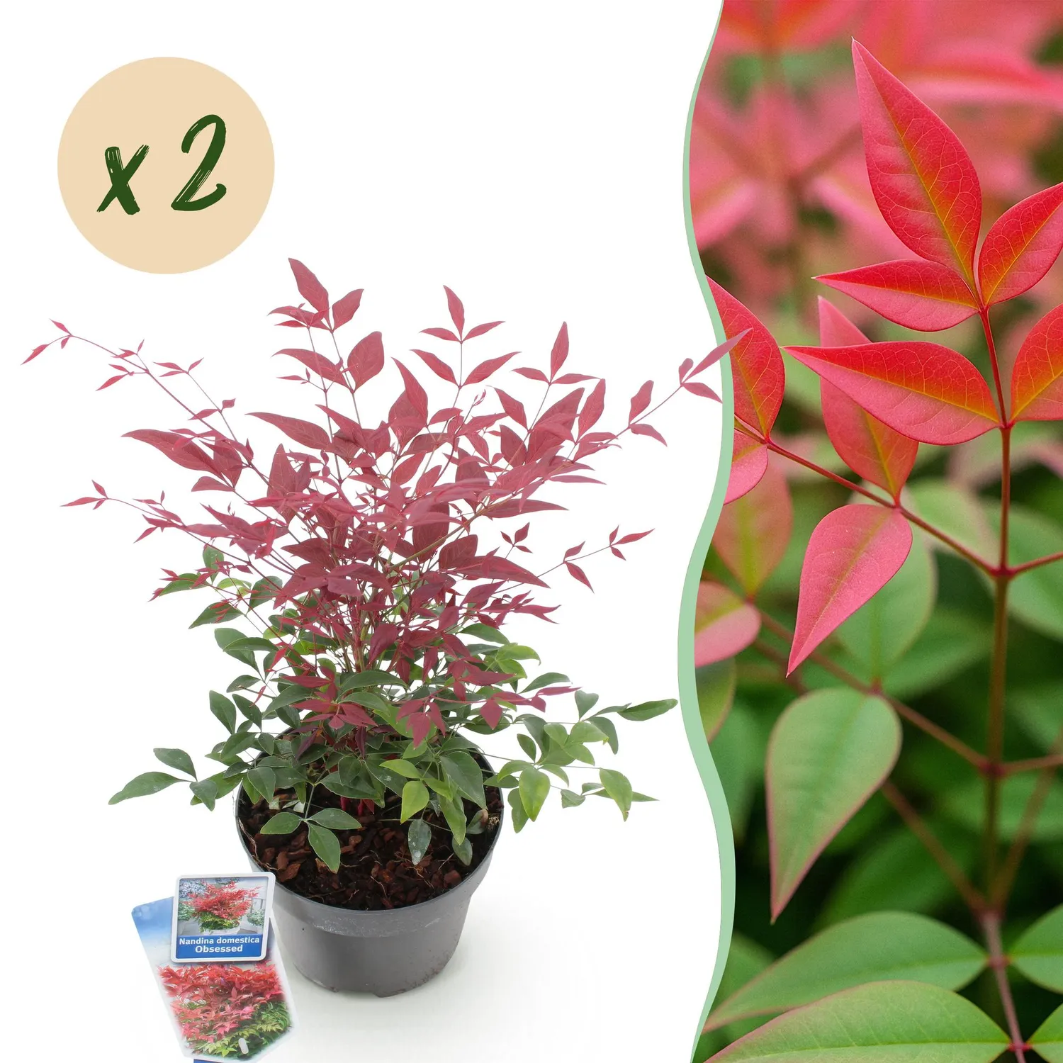 PLANT AND STORIES Bambou sacré Obsessed arbuste 1 plant persistant
