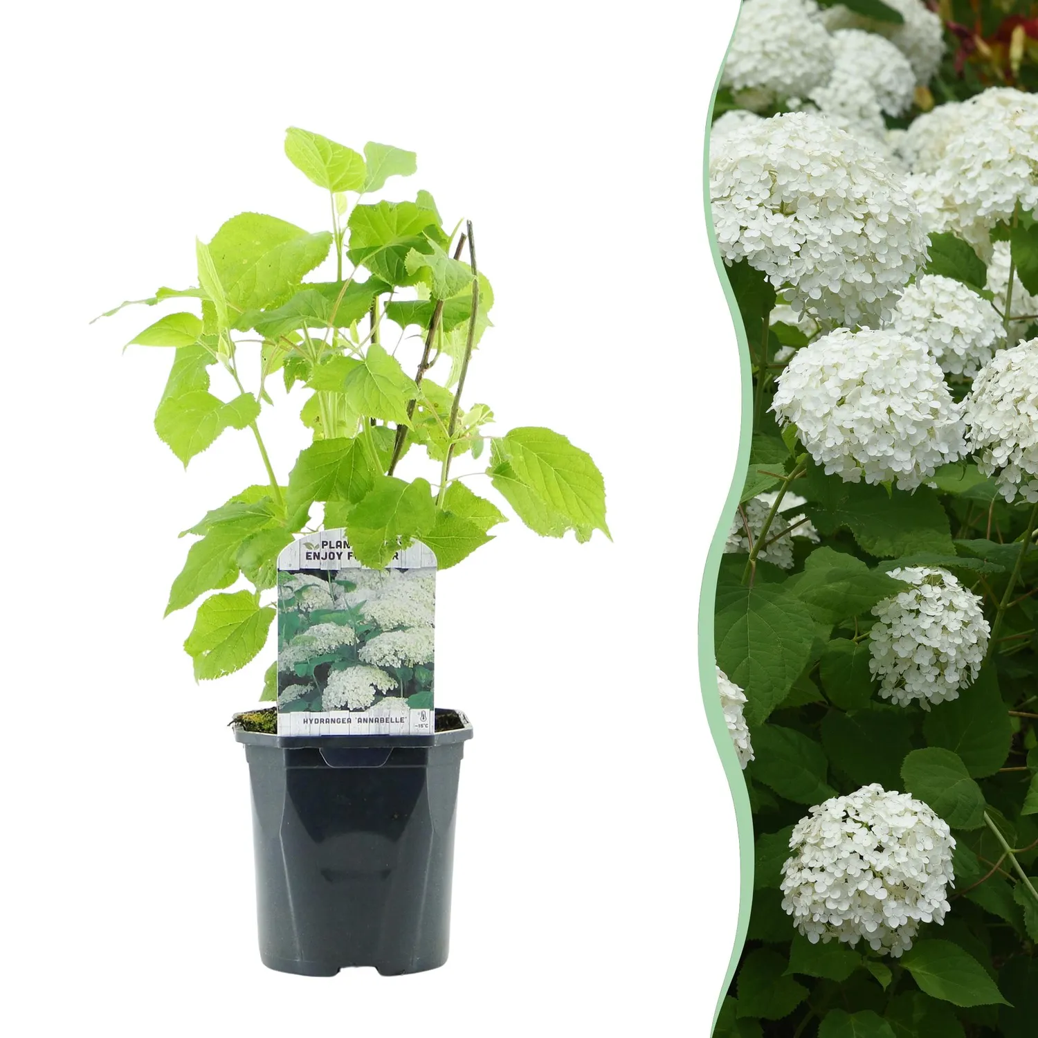 Plant and Stories Hortensia Annabelle arbuste pot 17 cm blanc