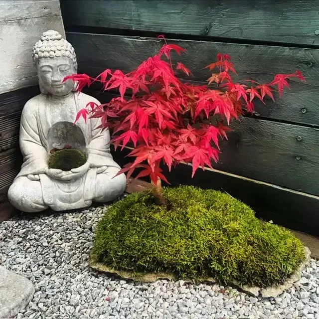 Oh My Green Acer Deshojo kokedama érable japonais