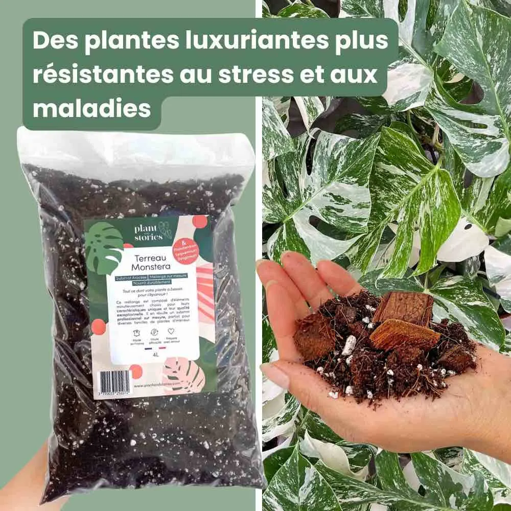 Plant and Stories terreau monstera substrat aracées 4L mycorhizes