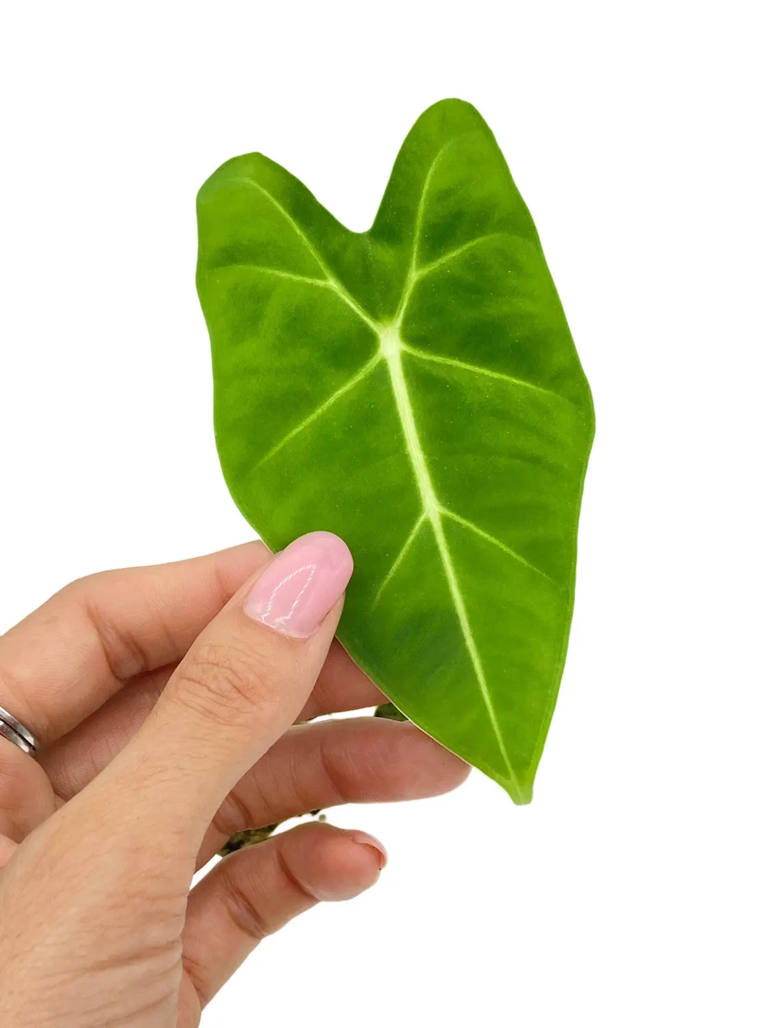 Plant and Stories Frydek alocasia micholitziana velours pot 6 cm