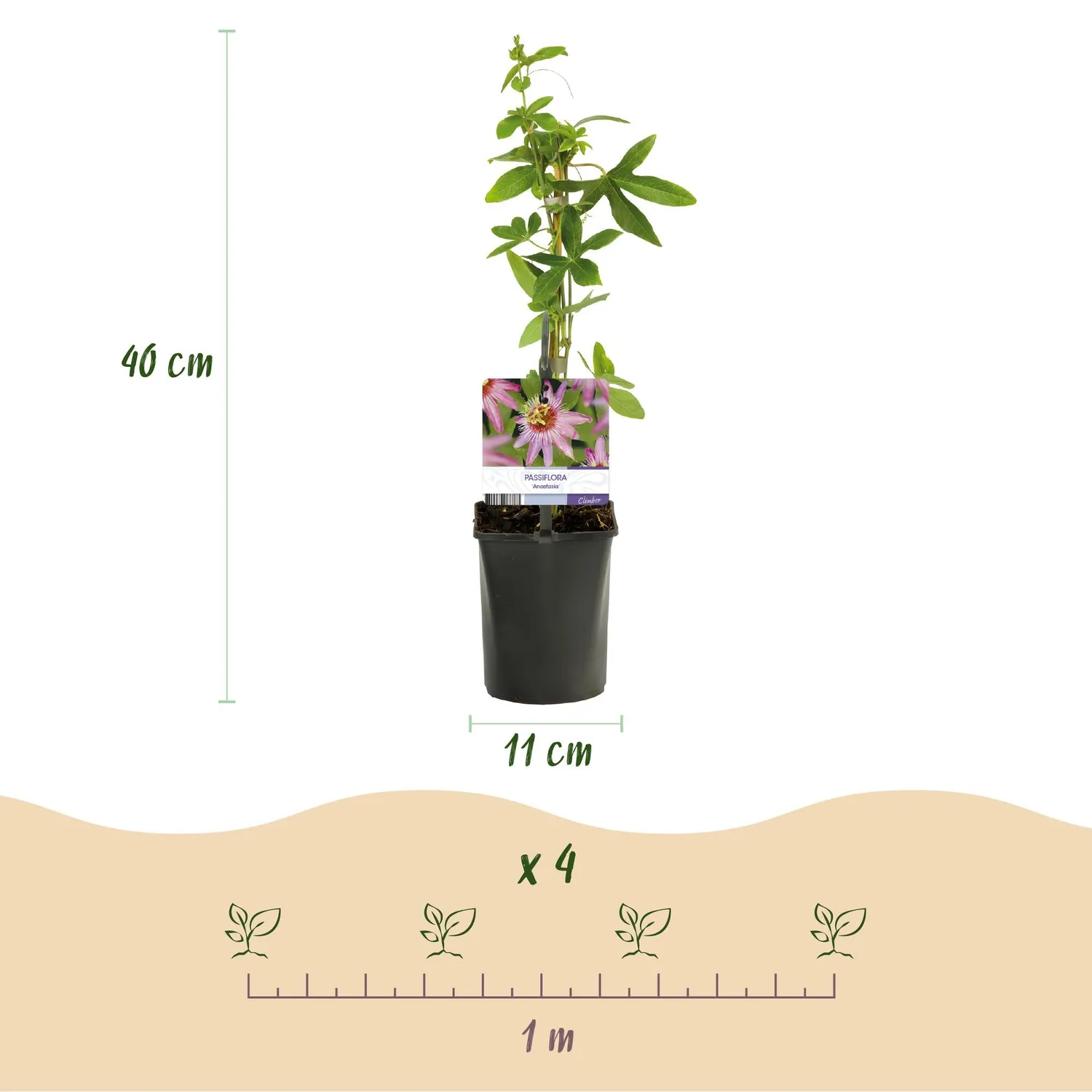 Plant and Stories Passiflore Anastasia grimpante lot 2 rose