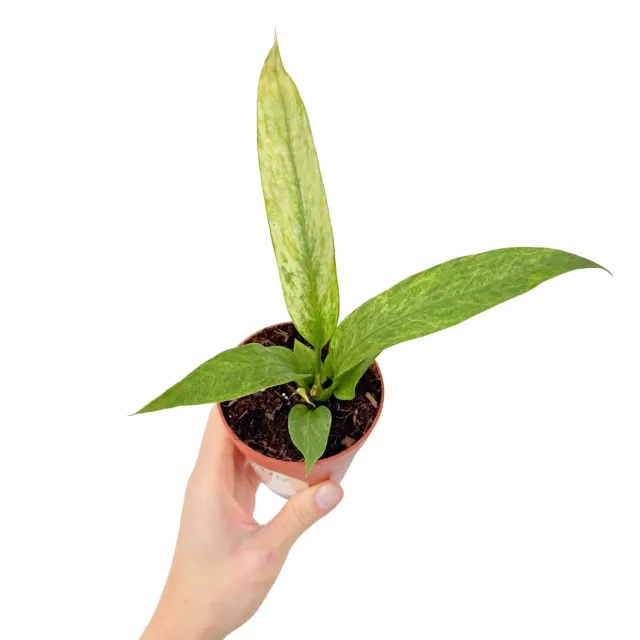 Plant and Stories Anthurium Vittarifolium Variegata plante pot 7 cm