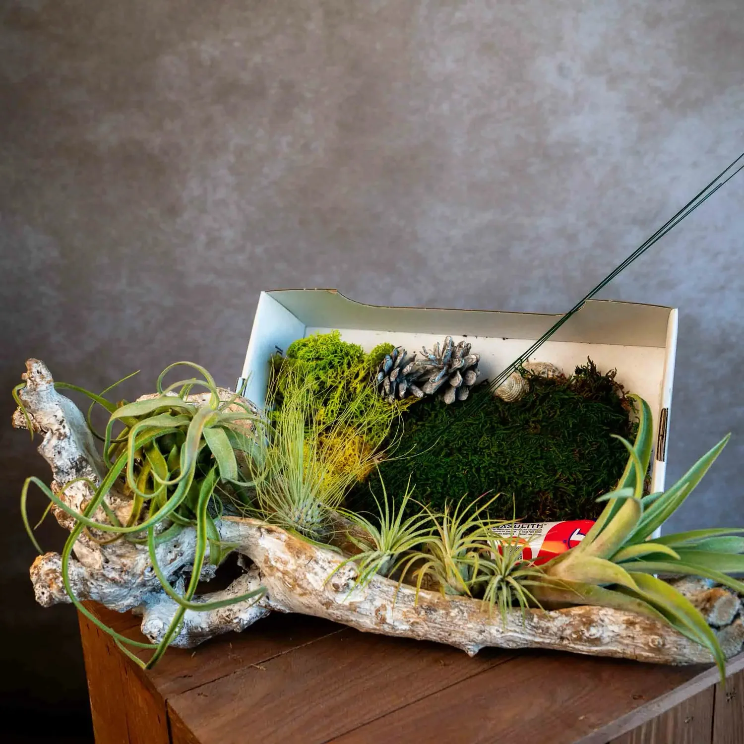 Airplantshop souche DIY kit plantes aériennes 40 cm déco