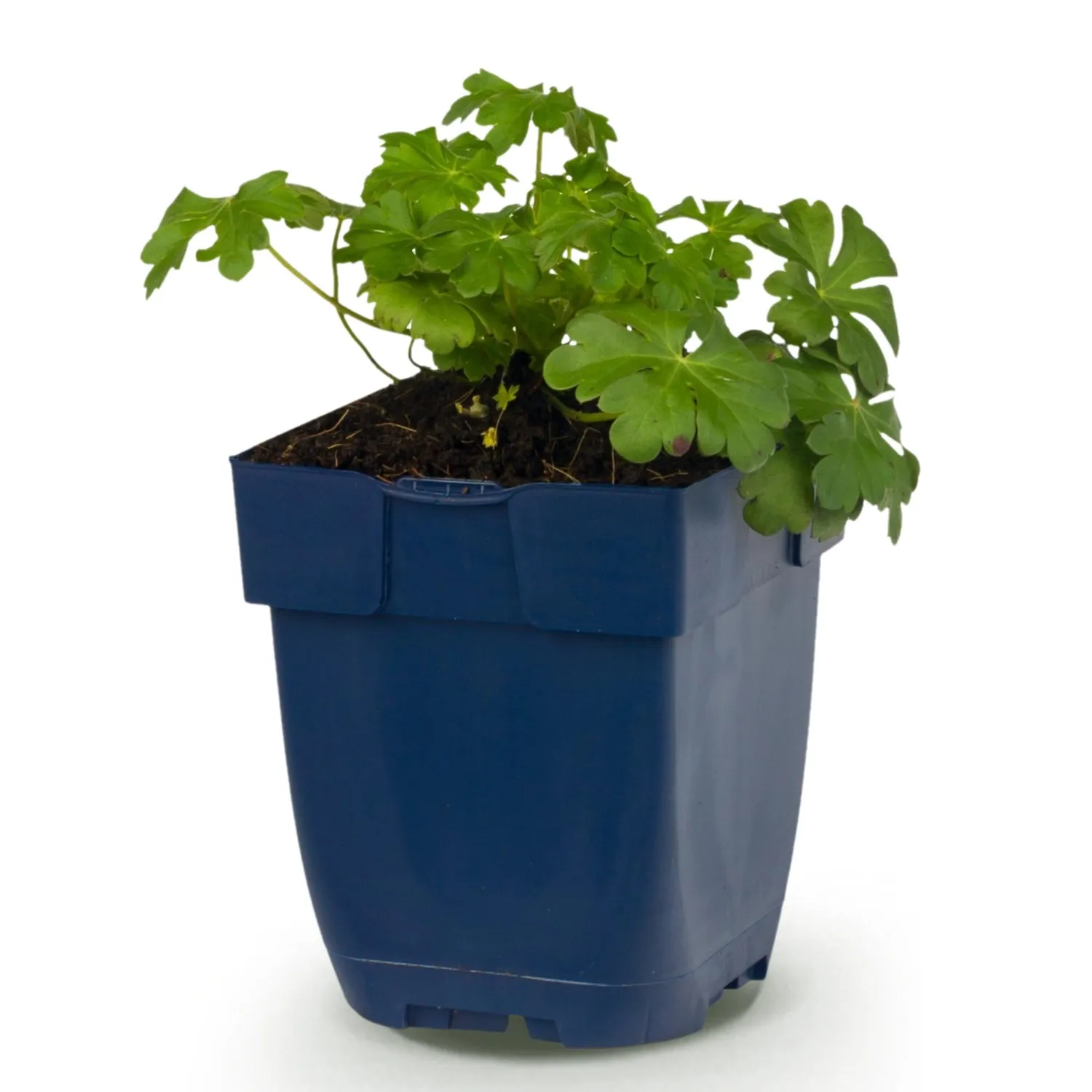 Plant and Stories Czakor géranium couvre-sol 1 plant rustique