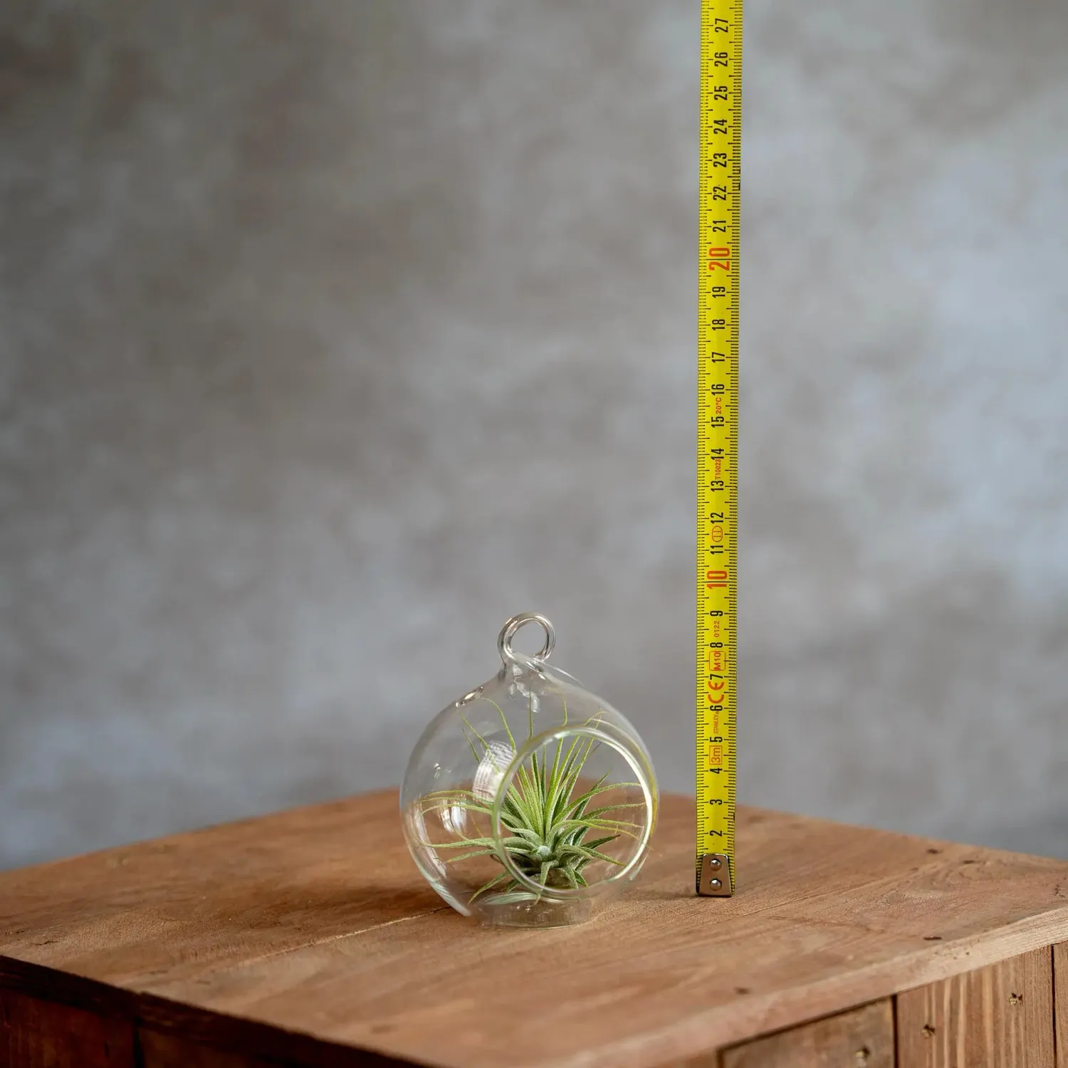 Airplantshop boule en verre 8 cm plante aérienne tillandsia
