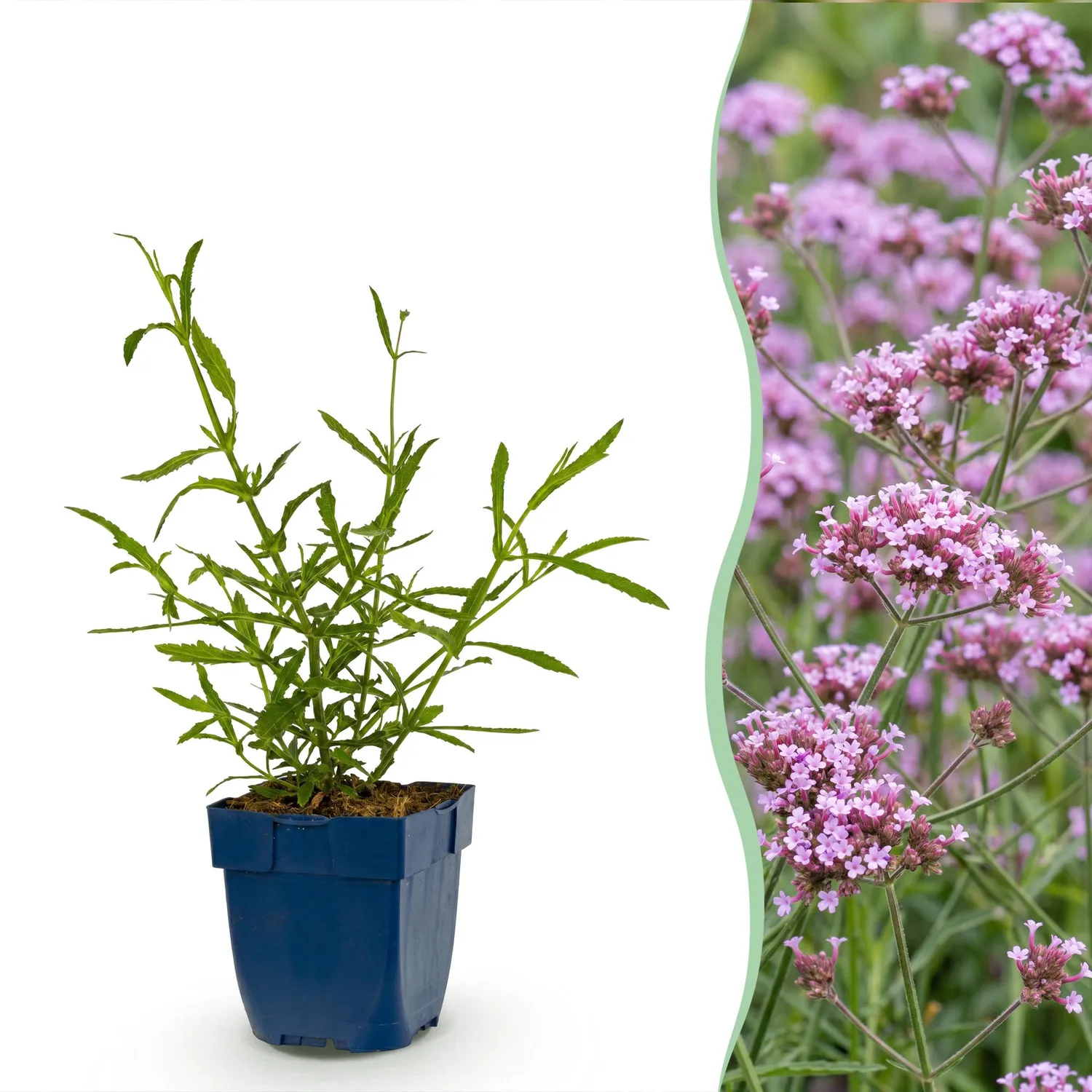 PLANT AND STORIES Verveine Lollipop vivace 1 plant pot 11 cm