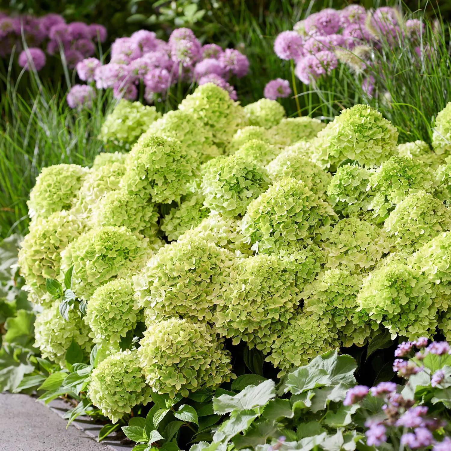 Plant and Stories Hortensia Greeny arbuste pot 14 cm rustique