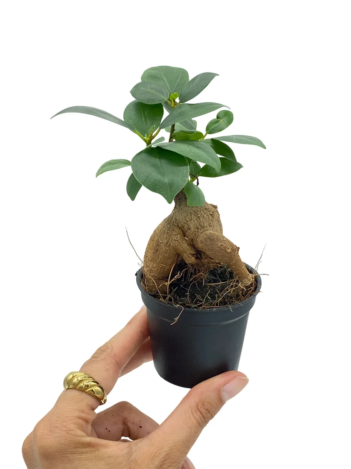 Plant and Stories Ginseng ficus bonsaï 6 cm tronc sculptural