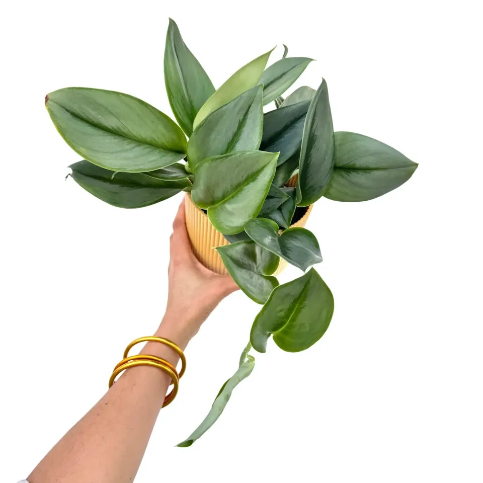 Plant and Stories Scindapsus Moonlight plante 12 cm
