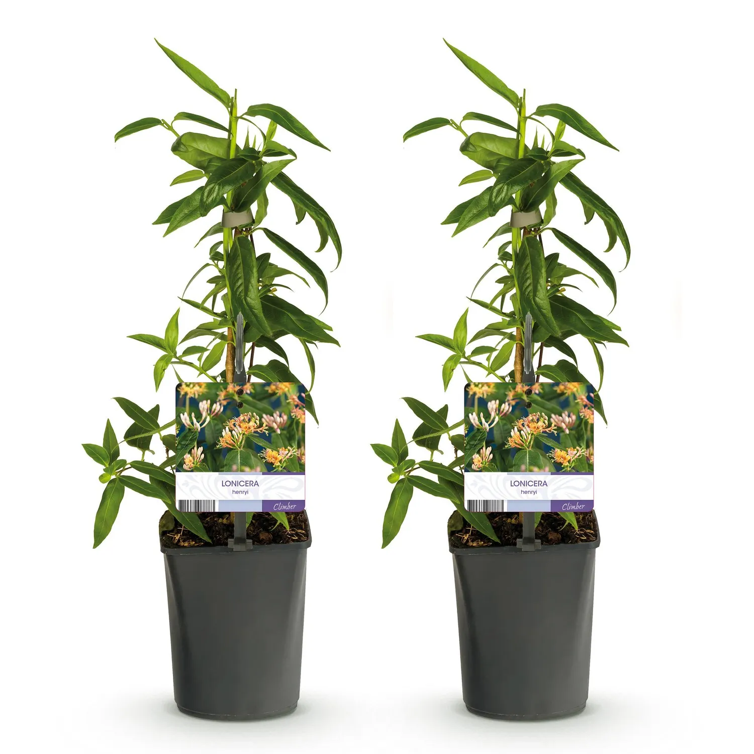 Plant and Stories Henryi chèvrefeuille 11 cm lot 2 parfumé