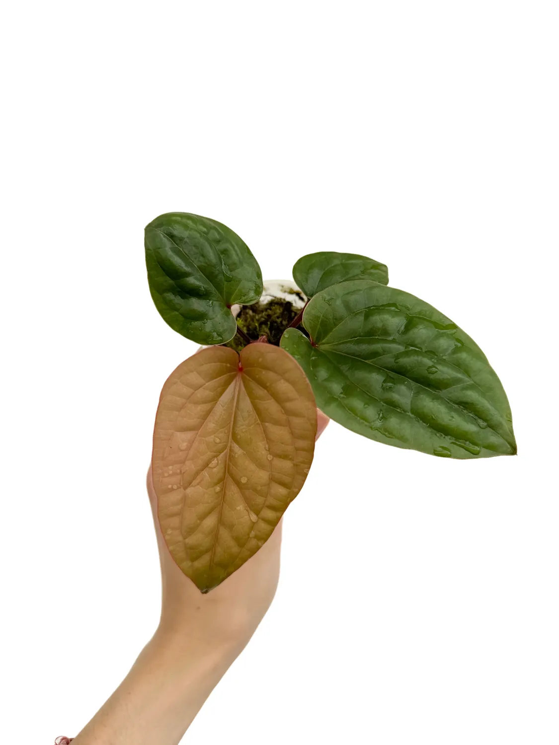Plant and Stories Anthurium Radicans x Luxurians plante pot 6 cm
