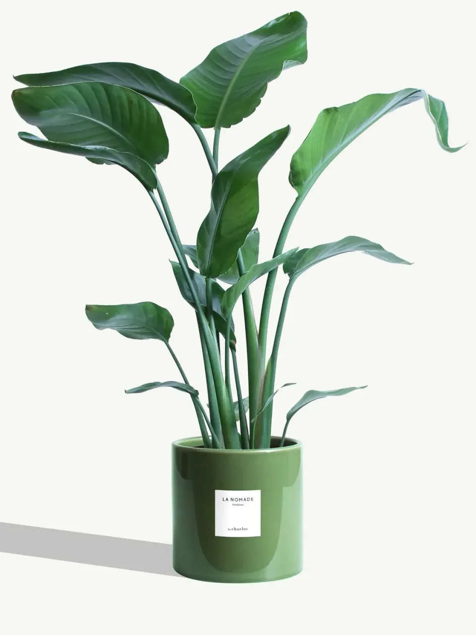 By Charlot La Nomade grande plante strelitzia L 100 cm