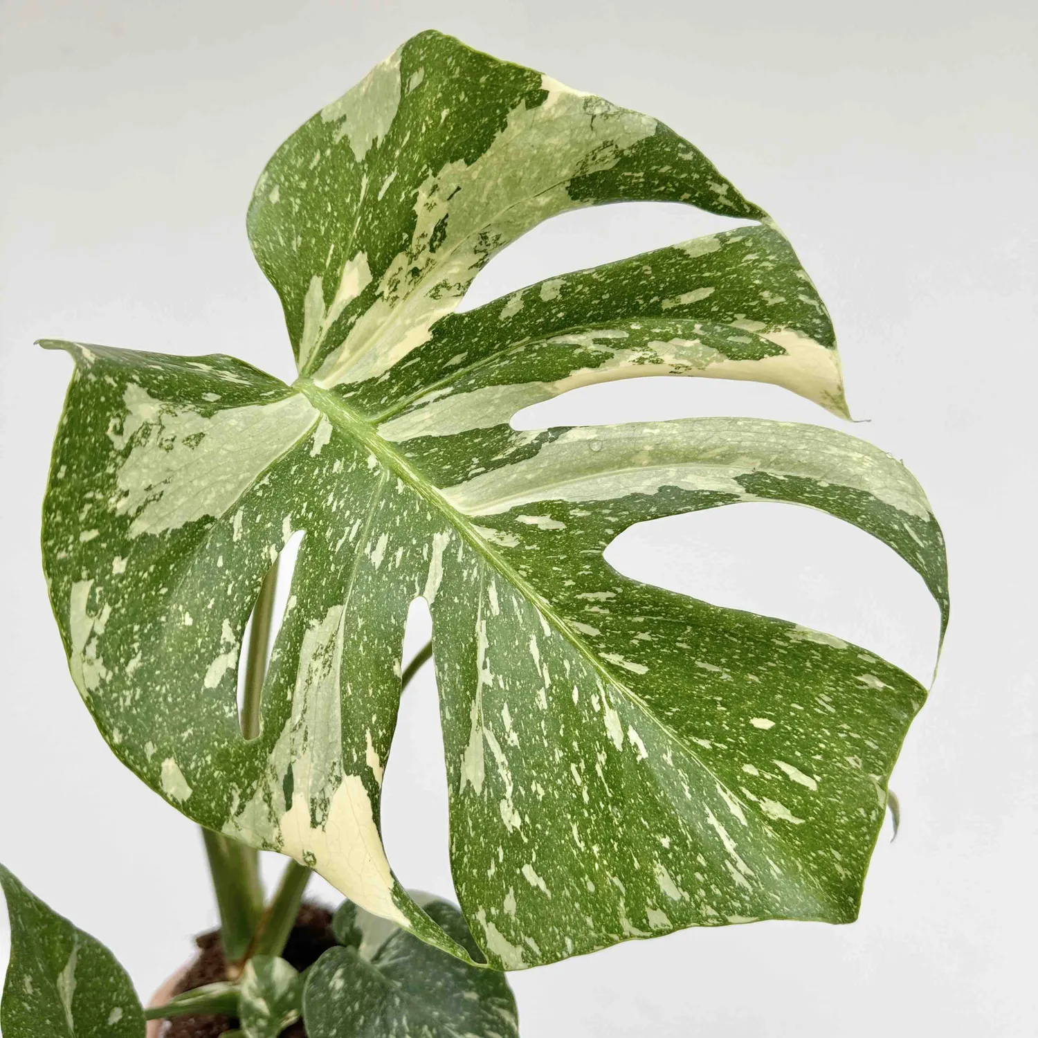 Monstera Thai Constellation plante pot 9 cm étoilée
