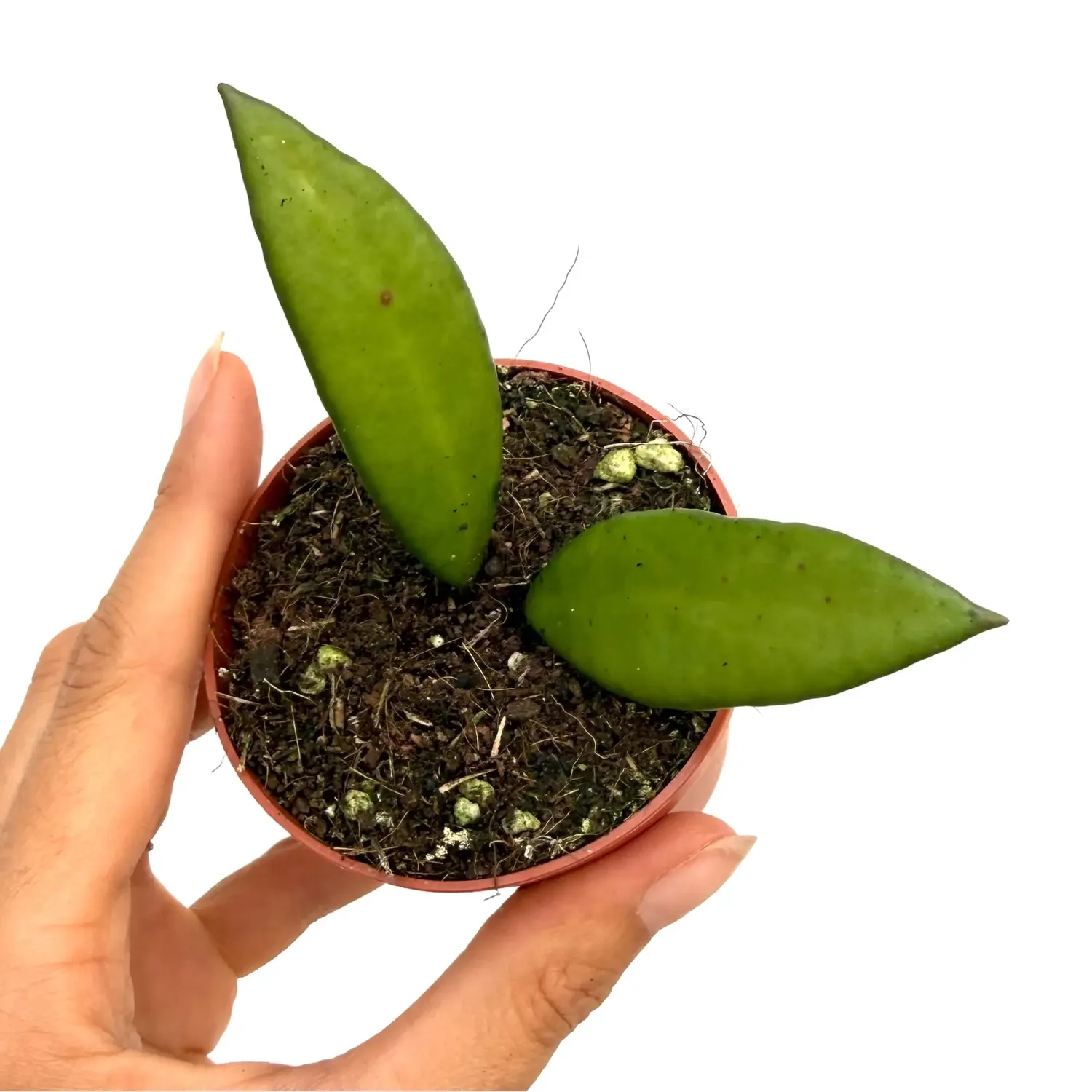 Plant and Stories Hoya Davidcummingii plante pot 7 cm fleurie