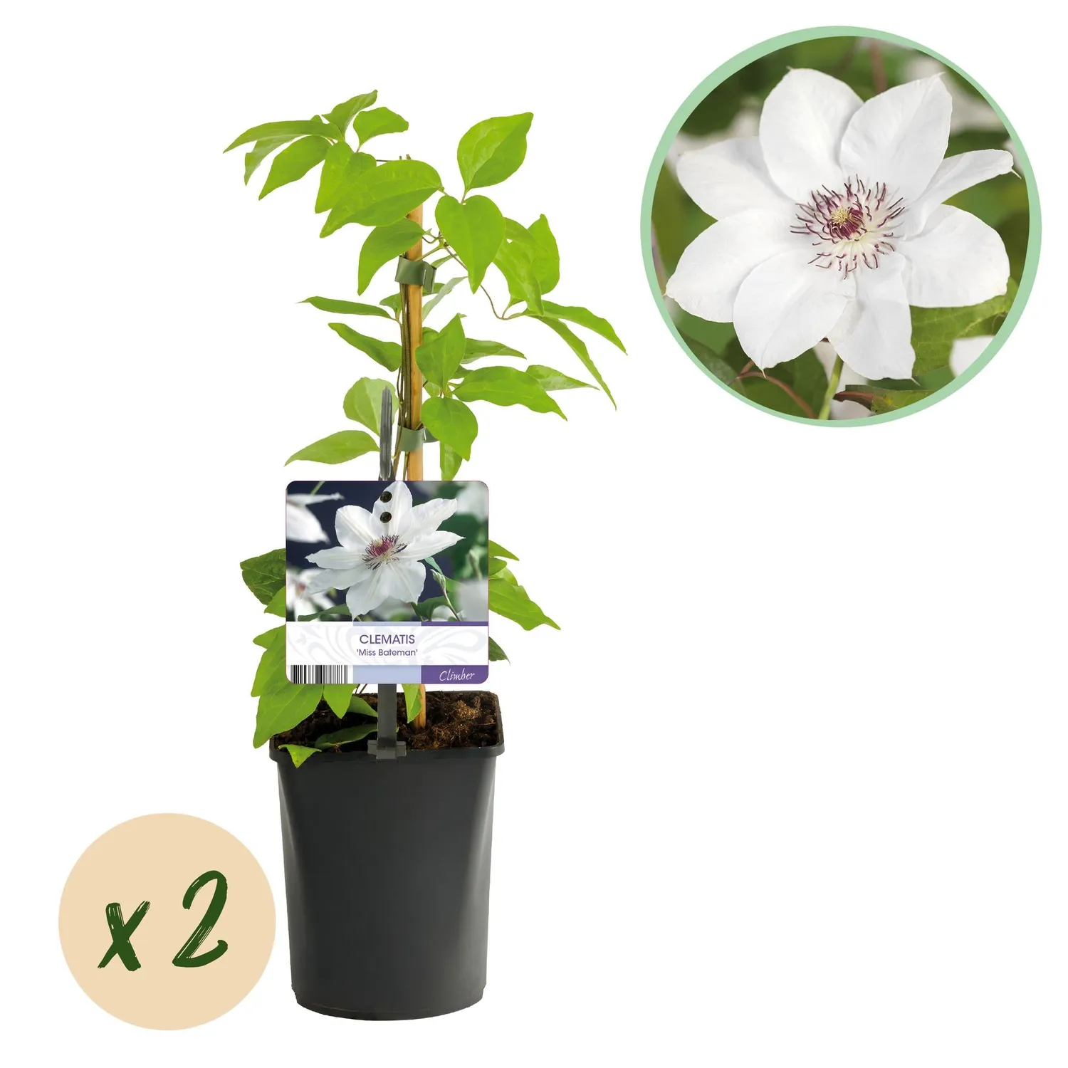 Plant and Stories Clematis Miss Bateman clématite blanche lot 2 plantes
