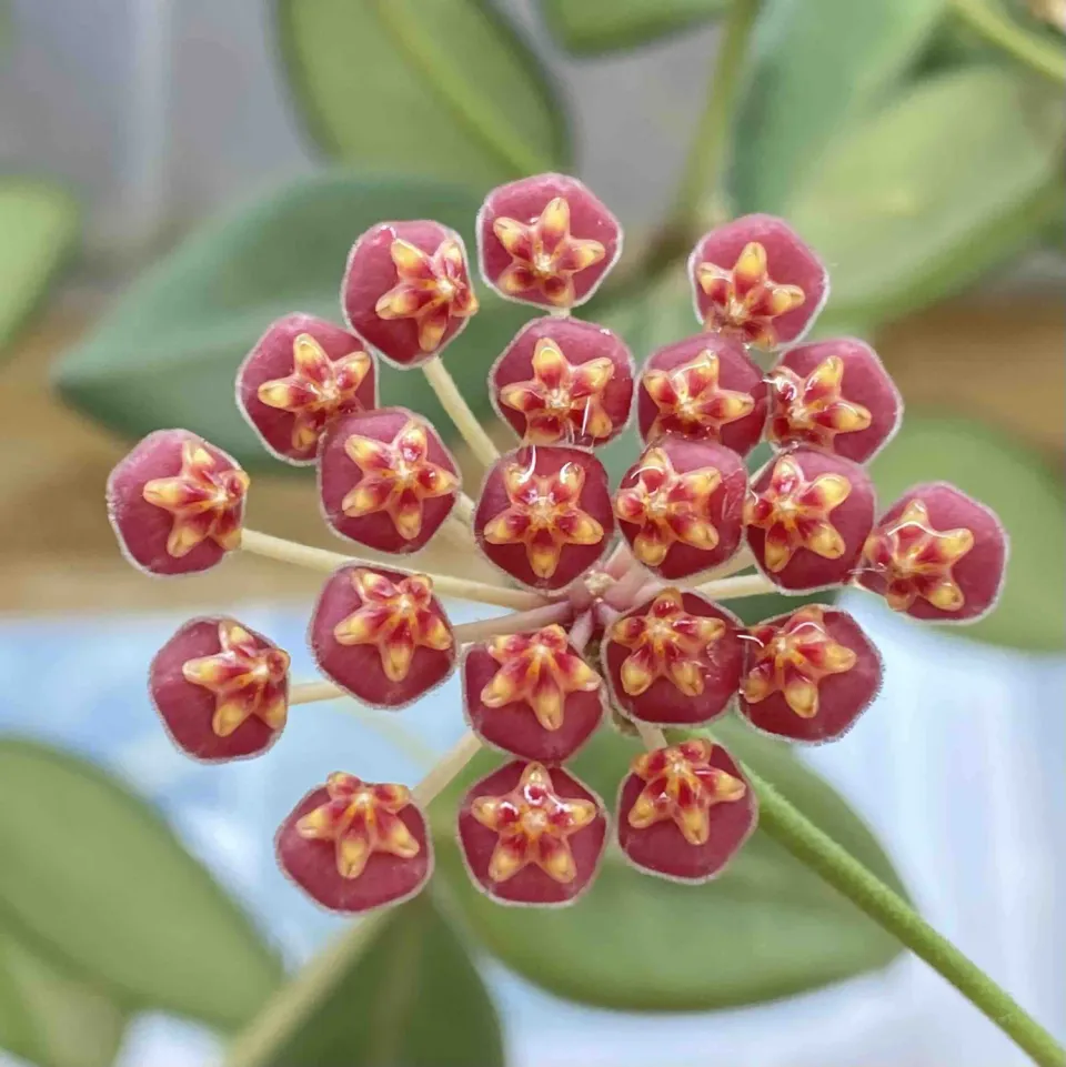 Hoya Burtoniae Variegata DS70 plante intérieur pot 6 cm panachée