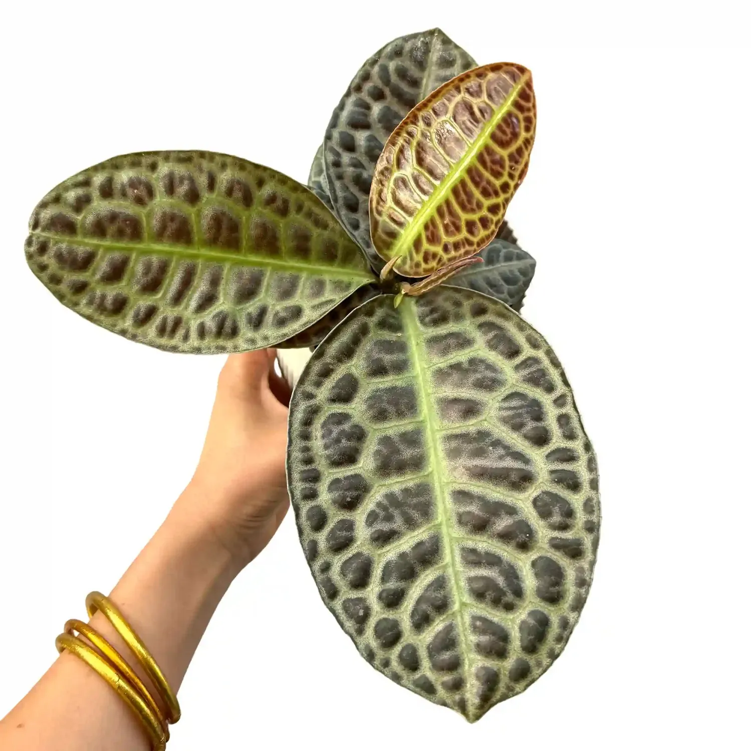 Plant and Stories Labisia Turtle Back plante d'intérieur pot 9cm feuillage texturé