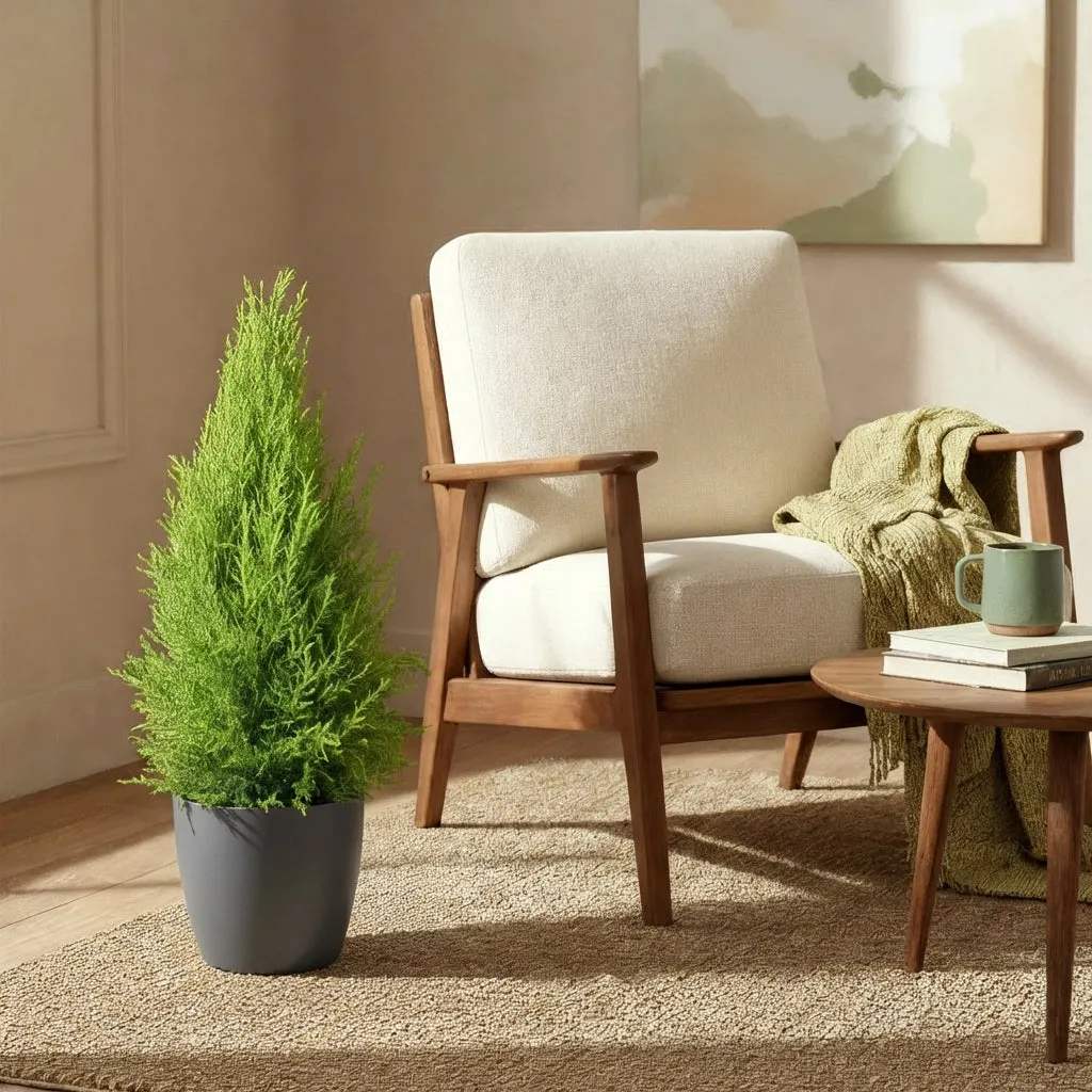 Plant and Stories Cupressus Gold Crest Wilma conifère pot 21cm 90cm