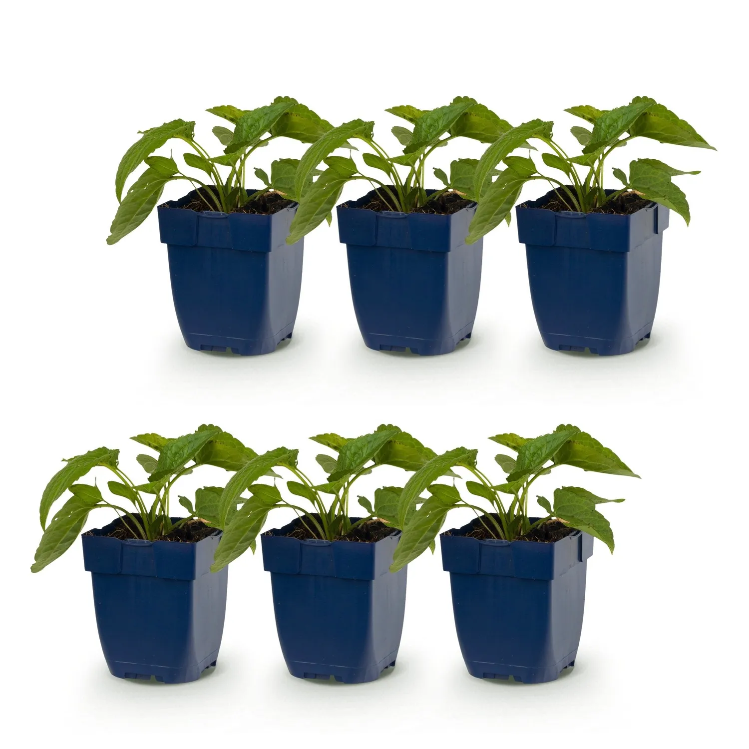 Plant and Stories Rudbeckie Goldsturm vivace pot 11 cm jaune